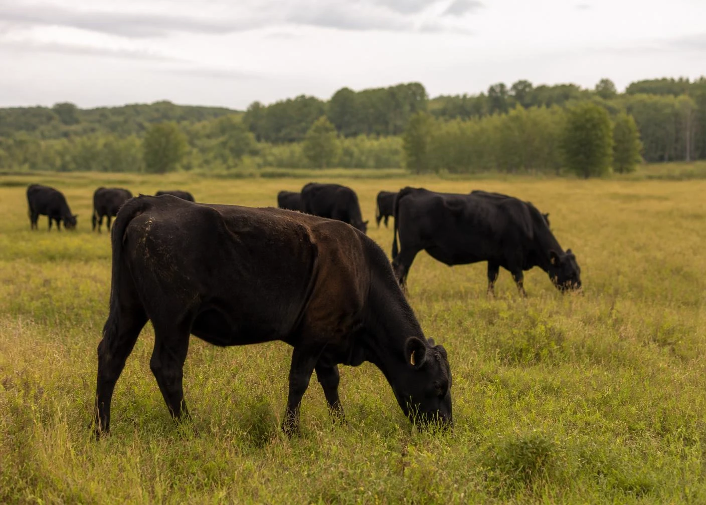 Angus cattle grazing on Alberta pasture